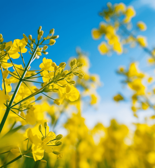 shutupyourface_Capture_a_macro_closeup_of_a_vibrant_canola_plan_7e8f55d2-8ff4-4771-9a4a-2f6bf0795480